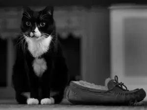 Cat and shoe