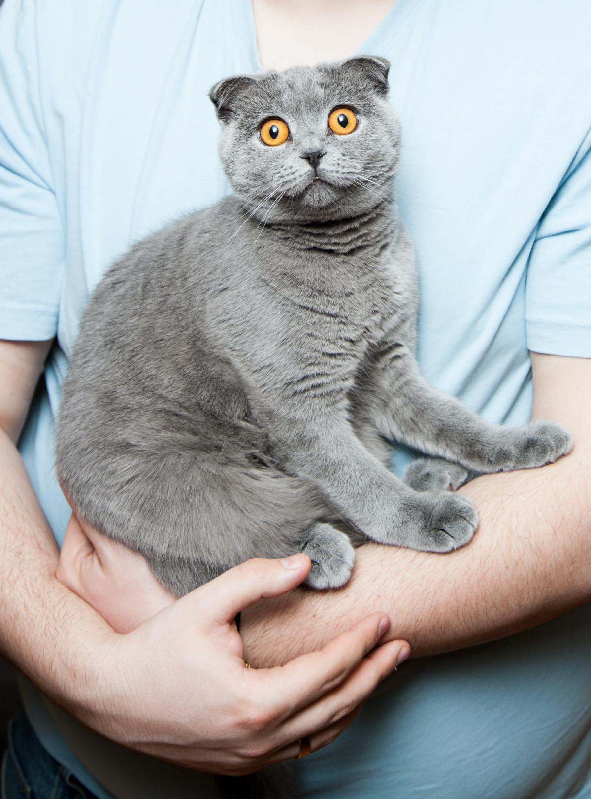 Grey Cat in folded arms