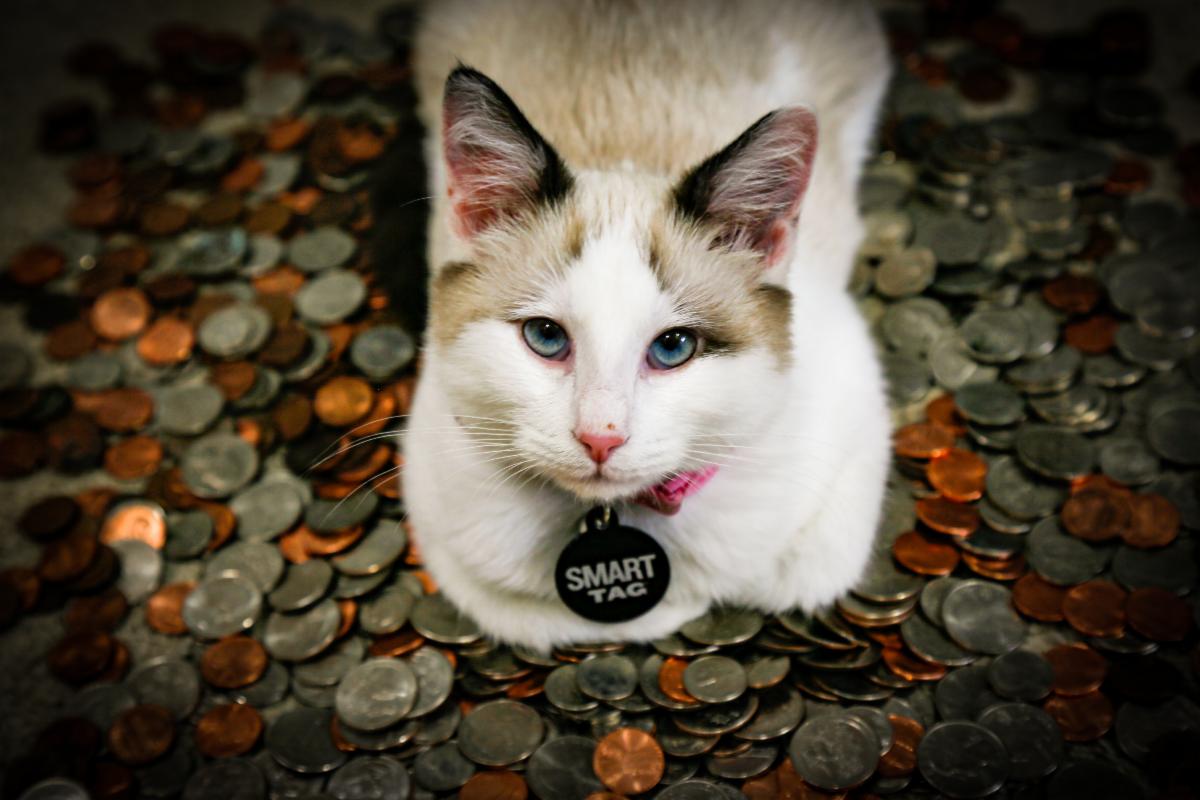 Cat with smart tag